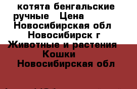 котята бенгальские ручные › Цена ­ 2 000 - Новосибирская обл., Новосибирск г. Животные и растения » Кошки   . Новосибирская обл.